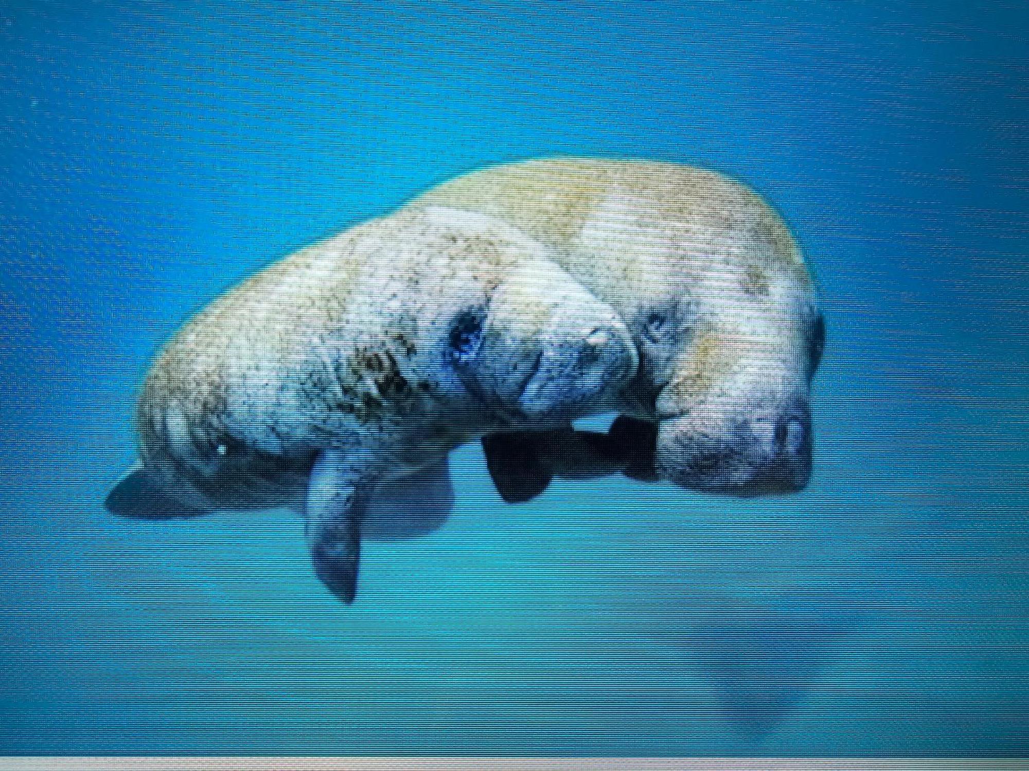 Manatee Watch Den Apartment Crystal River Ngoại thất bức ảnh